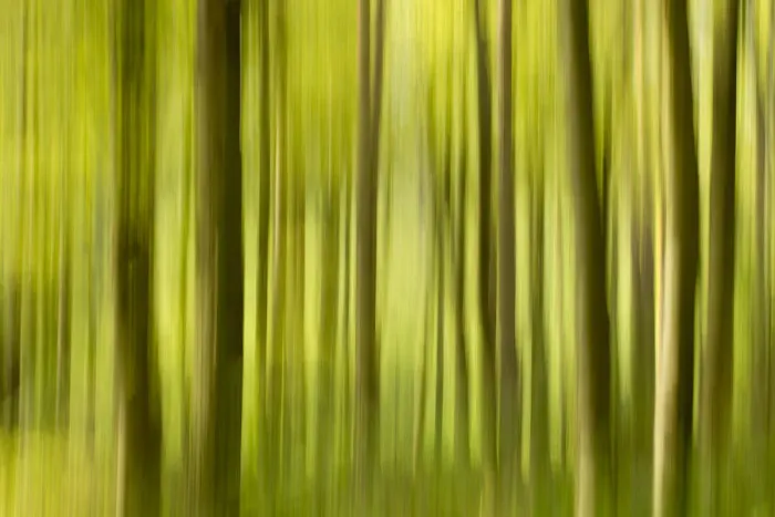 Framed Print : Abstract of forest, The National Forest, UK, Spring, 2011 Framed Print : Abstract of forest, The National Forest, UK, Spring, 2011
