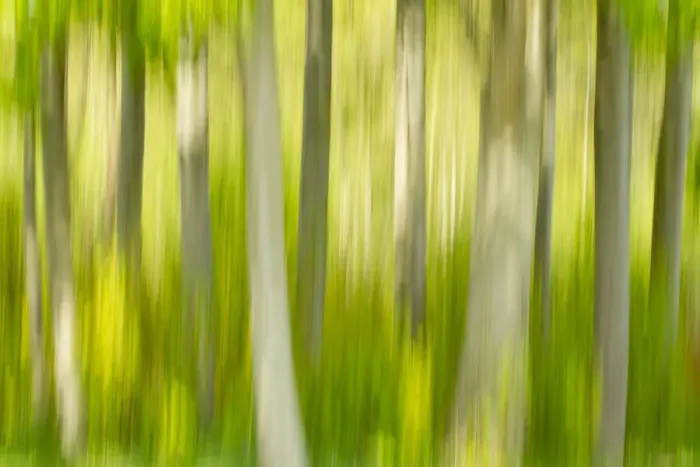 Framed Print : Abstract of forest, The National Forest, UK, Spring, 2011 Framed Print : Abstract of forest, The National Forest, UK, Spring, 2011