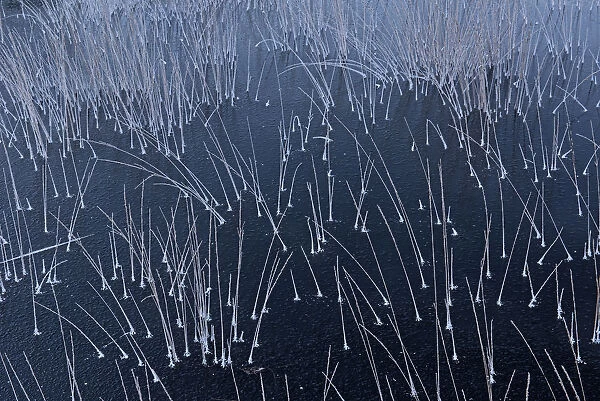 Abstract ice pattern, Klein Schietveld, Brasschaat, Belgium, January
