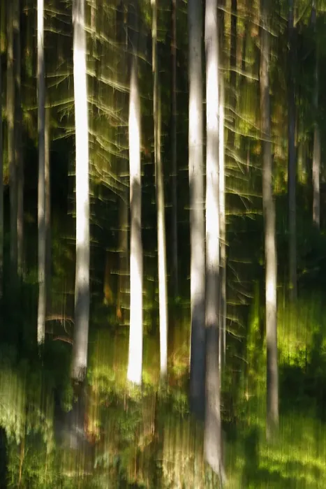 Framed Print : Abstract impression of forest with reflection in Krinice River, Kyov, Ceske Svycarsko Framed Print : Abstract impression of forest with reflection in Krinice River, Kyov, Ceske Svycarsko