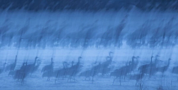 Abstract interpretation of Sandhill Cranes (Grus canadensis) at roost during spring