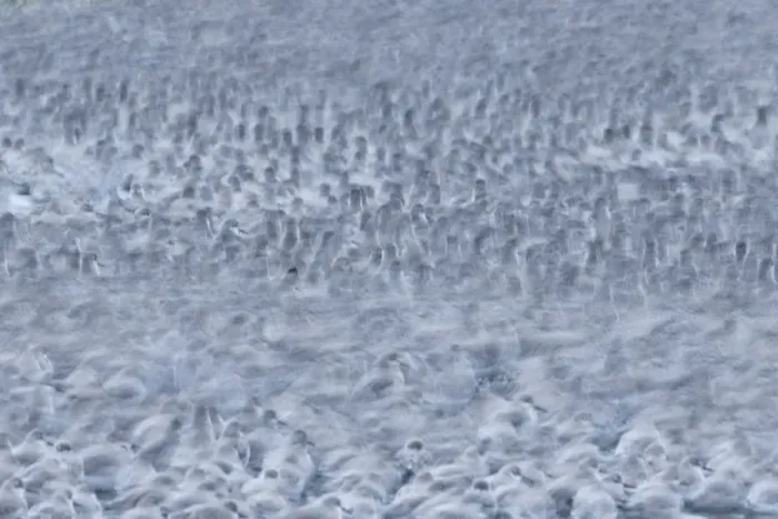 Framed Print : Abstract of Knot (Calidris canutus) flock roosting, The Wash, Norfolk, UK, December Framed Print : Abstract of Knot (Calidris canutus) flock roosting, The Wash, Norfolk, UK, December