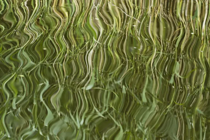 Framed Print : Abstract reflection of reeds in rippled water, Westhay Moor SWT reserve, Somerset Levels Framed Print : Abstract reflection of reeds in rippled water, Westhay Moor SWT reserve, Somerset Levels