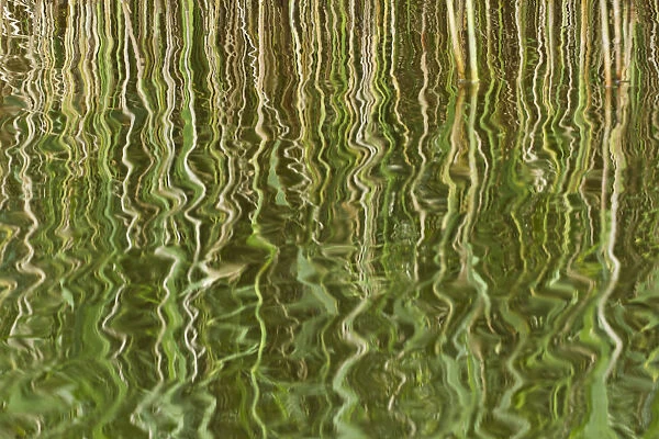 Abstract reflection of reeds in rippled water, Westhay Moor SWT reserve, Somerset Levels