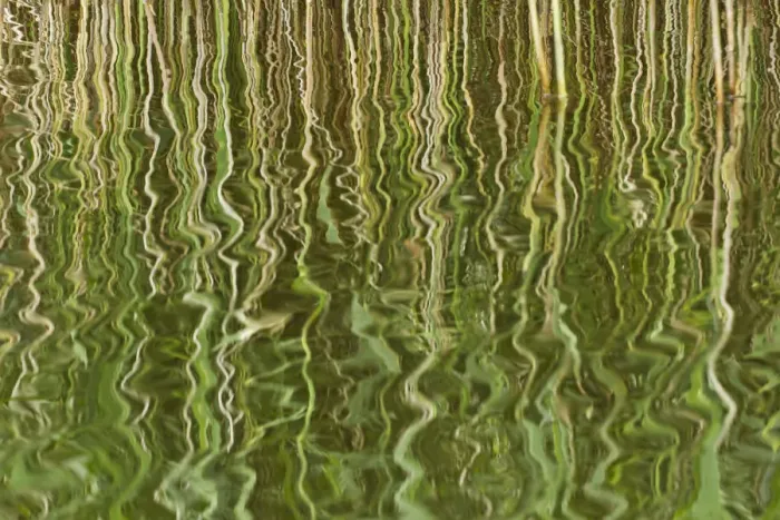 Framed Print : Abstract reflection of reeds in rippled water, Westhay Moor SWT reserve, Somerset Levels Framed Print : Abstract reflection of reeds in rippled water, Westhay Moor SWT reserve, Somerset Levels