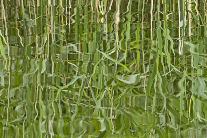 Framed Print : Abstract reflection of reeds in rippled water, Westhay Moor SWT reserve, Somerset Levels Framed Print : Abstract reflection of reeds in rippled water, Westhay Moor SWT reserve, Somerset Levels
