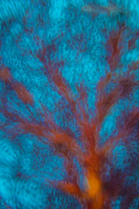 Framed Print : Abstract view of Seafan (Melithaea sp. ). Ra Province, Viti Levu, Fiji. Nananu Passage