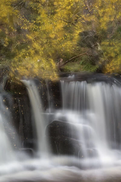 Abstract of waterfall with Silver birch (Betula pendula) above, Glenfeshie, Cairngorms