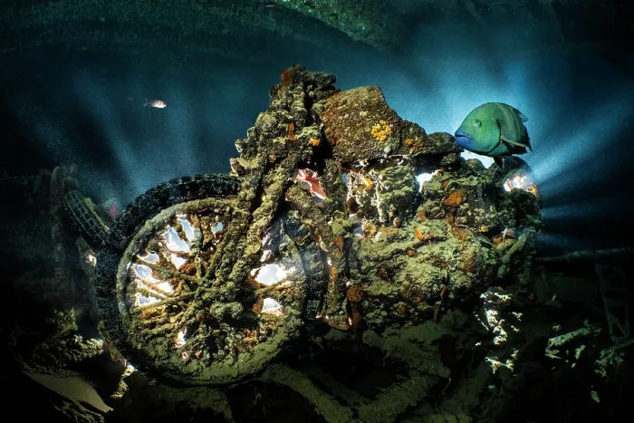 Framed Print : Abudjubbe wrasse (Cheilinus abudjubbe) swimming past a World War II BSA M20 motorbike in the hold of the SS Thistlegorm wreck, Sha'ab Ali, Sinai, Egypt, Gulf of Suez, Red Sea Framed Print : Abudjubbe wrasse (Cheilinus abudjubbe) swimming past a World War II BSA M20 motorbike in the hold of the SS Thistlegorm wreck, Sha'ab Ali, Sinai, Egypt, Gulf of Suez, Red Sea