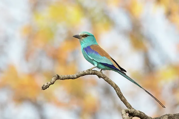 Framed Print : Abyssinian roller (Coracias abyssinicus) perched on branch, Benoue National Park, Cameroon Framed Print : Abyssinian roller (Coracias abyssinicus) perched on branch, Benoue National Park, Cameroon