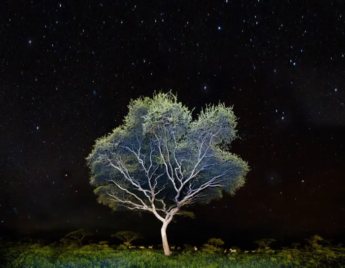 Framed Print : Acacia sp. at night, with a herd of Plains Zebra (Equus quagga) beneath. Near Ndutu Framed Print : Acacia sp. at night, with a herd of Plains Zebra (Equus quagga) beneath. Near Ndutu