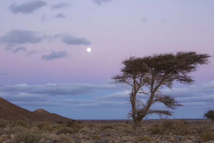 Framed Print : Acacia tree at dusk, Sahara desert, Djebel Ouarkziz, Southern Morocco, Africa Framed Print : Acacia tree at dusk, Sahara desert, Djebel Ouarkziz, Southern Morocco, Africa