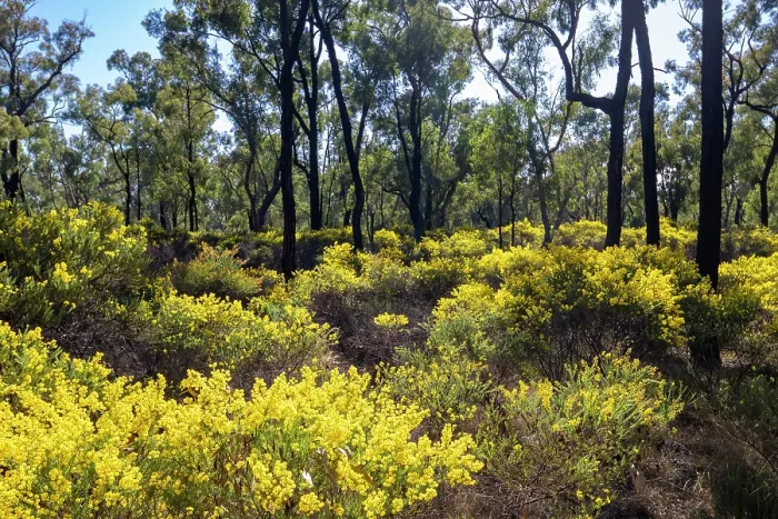 Framed Print : Acacias (Acacia sp.) flowering in the Pilliga scrub forest in spring, north of Coonabarabran, New South Wales, Australia Framed Print : Acacias (Acacia sp.) flowering in the Pilliga scrub forest in spring, north of Coonabarabran, New South Wales, Australia