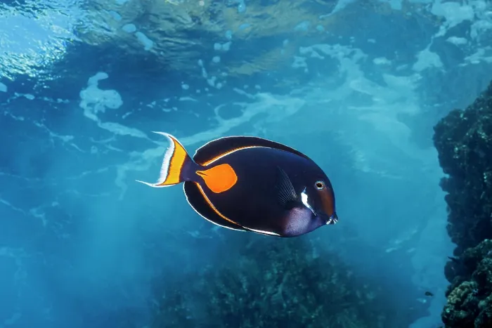 Framed Print : Achilles tang (Acanthurus achilles) swimming through shallow surge zone of reef, Hawaii, Pacific Ocean Framed Print : Achilles tang (Acanthurus achilles) swimming through shallow surge zone of reef, Hawaii, Pacific Ocean
