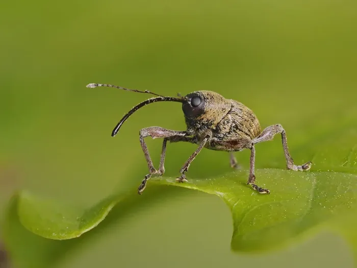 Framed Print : Acorn Weevil (Curculio glandium) portrait on an Oak leaf, Hertofrdshire, England, UK Framed Print : Acorn Weevil (Curculio glandium) portrait on an Oak leaf, Hertofrdshire, England, UK