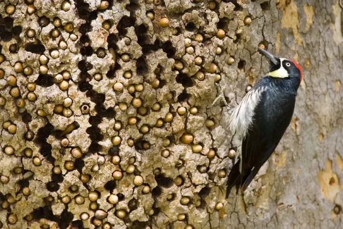 Framed Print : Acorn Woodpecker (Melanerpes formicivorus), male at granary tree showing many acorns Framed Print : Acorn Woodpecker (Melanerpes formicivorus), male at granary tree showing many acorns