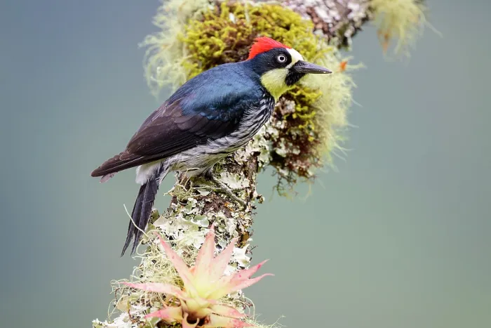 Framed Print : Acorn woodpecker (Melanerpes formicivorus) male, perched on branch in montane forest understorey, Montane cloud forest, Savegre Valley, Pacific slope, Costa Rica Framed Print : Acorn woodpecker (Melanerpes formicivorus) male, perched on branch in montane forest understorey, Montane cloud forest, Savegre Valley, Pacific slope, Costa Rica