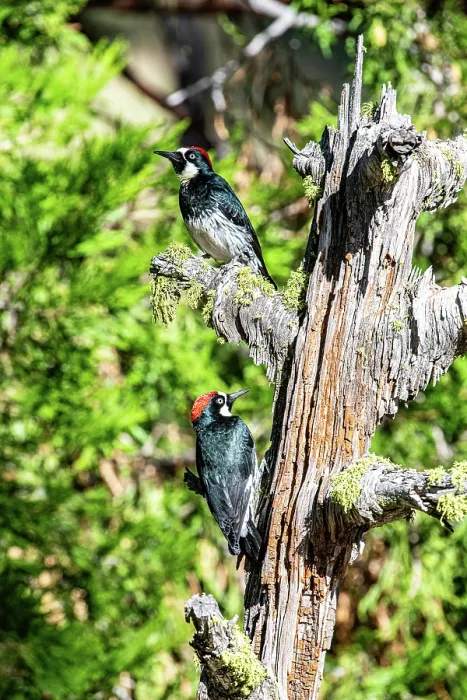 Framed Print : Two Acorn woodpeckers (Melanerpes formicivorus) perched on dead tree trunk, California, USA. September