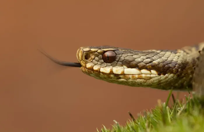 Framed Print : Adder (Vipera berus) basking in the spring sunshine flicking tongue, Staffordshire