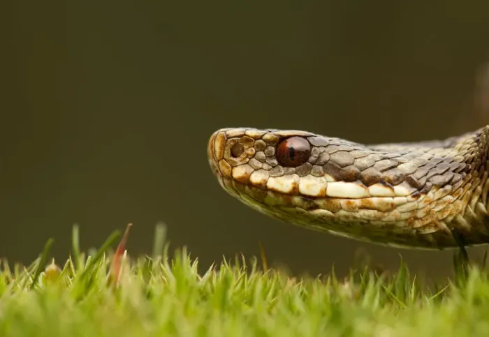 Framed Print : Adder (Vipera berus) head portrait, Staffordshire, England, UK, April Framed Print : Adder (Vipera berus) head portrait, Staffordshire, England, UK, April
