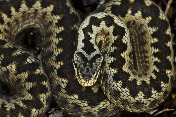 Framed Print : Adder (Vipera berus) portrait coiled up, Powerstock Common nature reserve, Dorset Framed Print : Adder (Vipera berus) portrait coiled up, Powerstock Common nature reserve, Dorset