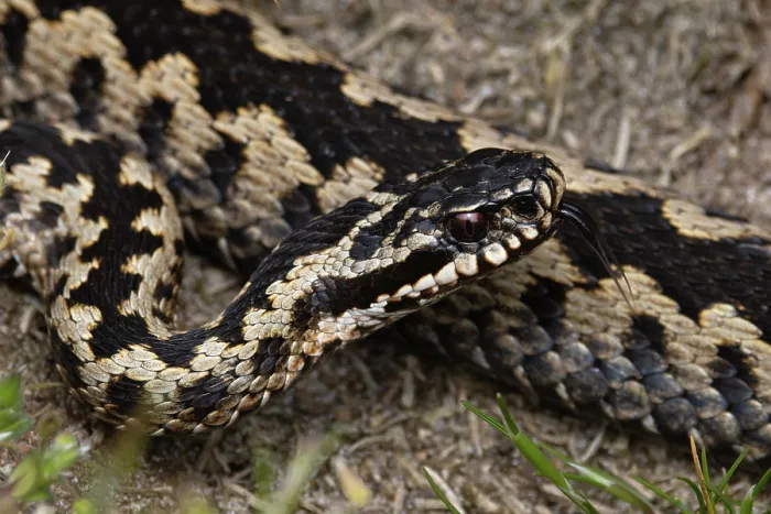 Framed Print : Adder (Vipera berus) portrait, Suffolk, England, UK. April