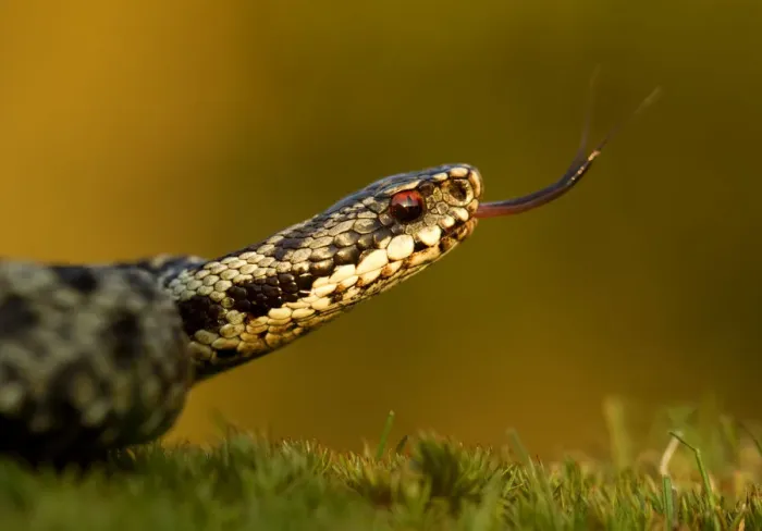 Framed Print : Adder (Vipera berus) tasting the air with tongue, Staffordshire, England, UK, April Framed Print : Adder (Vipera berus) tasting the air with tongue, Staffordshire, England, UK, April