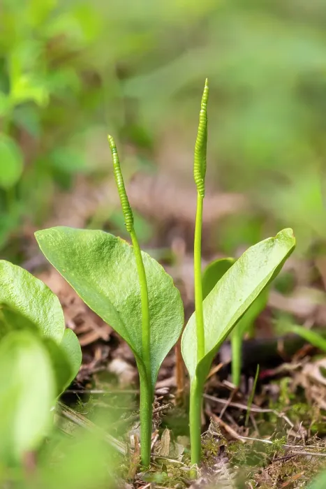 Framed Print : Adder's tongue fern (Ophioglossum vulgatum), Monmouthshire, Wales, UK. May. Focus stacked image Framed Print : Adder's tongue fern (Ophioglossum vulgatum), Monmouthshire, Wales, UK. May. Focus stacked image