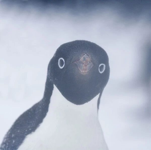 Adelie Penguin (Pygoscelis adeliae), adult in snow storm. Paulet Island, Antarctica