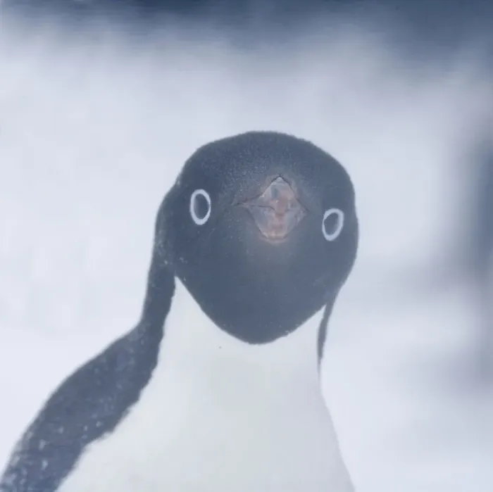 Framed Print : Adelie Penguin (Pygoscelis adeliae), adult in snow storm. Paulet Island, Antarctica Framed Print : Adelie Penguin (Pygoscelis adeliae), adult in snow storm. Paulet Island, Antarctica
