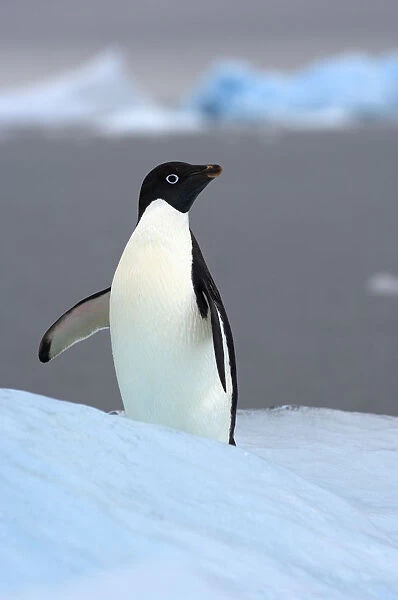 Adelie penguin (Pygoscelis Adeliae) on glacial ice along the western Antarctic Peninsula