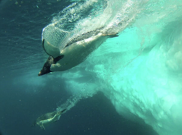 Adelie penguin (Pygoscelis adeliae) diving near ice flow, Antarctica. Small reproduction only