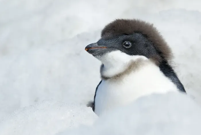 Framed Print : Adelie Penguin {Pygoscelis adeliae} chick beginning to moult, Antarctica Framed Print : Adelie Penguin {Pygoscelis adeliae} chick beginning to moult, Antarctica