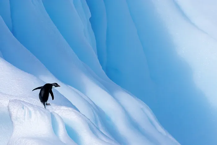 Framed Print : Adelie penguin (Pygoscelis adeliae) standing on a large iceberg, Antarctica Framed Print : Adelie penguin (Pygoscelis adeliae) standing on a large iceberg, Antarctica