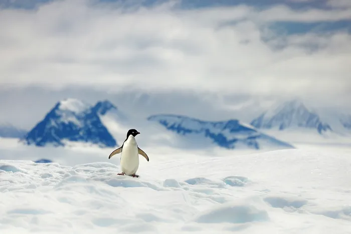 Framed Print : Adelie penguin (Pygoscelis adeliae) standing alone in a snow covered landscape with mountains behind, Antarctica Framed Print : Adelie penguin (Pygoscelis adeliae) standing alone in a snow covered landscape with mountains behind, Antarctica