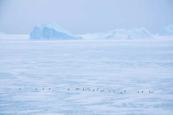 Adelie penguin (Pygoscelis adeliae) walking on ice, near Davis Station, Prydz Bay