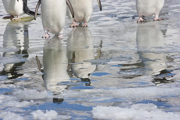 Adelie penguins (Pygoscelis adeliae) reflected in water, Cape Adare, Antarctica, December