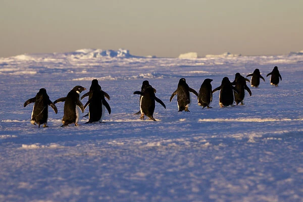 Adelie penguins (Pygoscelis adeliae) travelling to the ice edge to feed, Antarctica