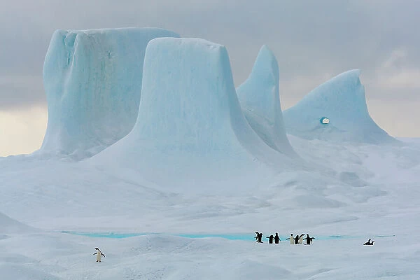 Adelie penguins (Pygoscelis adeliae) on large iceberg with towers and pinnacles in background, Weddell Sea, Antarctica