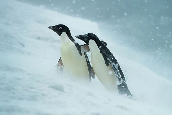 Two Adelie penguins (Pygoscelis adeliae) helping each other walk uphill in a snowstorm, Joinville Island, Antarctica
