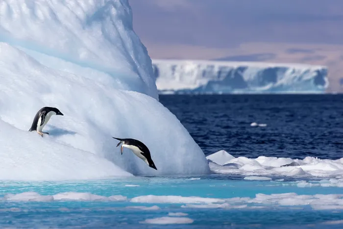 Framed Print : Two Adelie penguins (Pygoscelis adeliae) diving off a large iceberg into the ocean, Antarctica Framed Print : Two Adelie penguins (Pygoscelis adeliae) diving off a large iceberg into the ocean, Antarctica