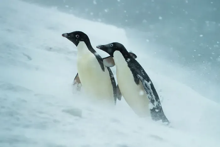 Framed Print : Two Adelie penguins (Pygoscelis adeliae) helping each other walk uphill in a snowstorm, Joinville Island, Antarctica