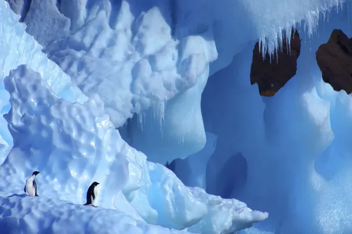 Framed Print : Two Adelie Penguins {Pygoscelis adeliae} on iceberg, Antarctica