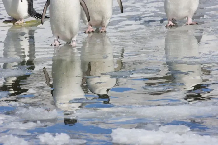 Framed Print : Adelie penguins (Pygoscelis adeliae) reflected in water, Cape Adare, Antarctica, December Framed Print : Adelie penguins (Pygoscelis adeliae) reflected in water, Cape Adare, Antarctica, December