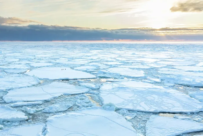 Framed Print : Three Adelie penguins (Pygoscelis adeliae) running across sea ice at sunrise, Franklin Island, Ross Sea, Antarctica. February Framed Print : Three Adelie penguins (Pygoscelis adeliae) running across sea ice at sunrise, Franklin Island, Ross Sea, Antarctica. February