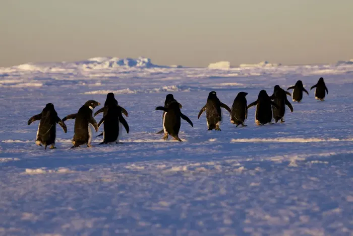 Framed Print : Adelie penguins (Pygoscelis adeliae) travelling to the ice edge to feed, Antarctica Framed Print : Adelie penguins (Pygoscelis adeliae) travelling to the ice edge to feed, Antarctica