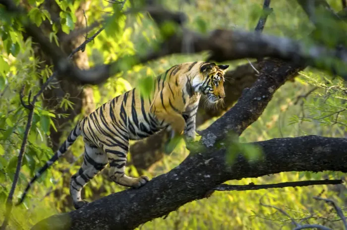 Framed Print : Adolescent male Bengal Tiger (Panthera tigris tigris) (around 15 months) climbing a tree Framed Print : Adolescent male Bengal Tiger (Panthera tigris tigris) (around 15 months) climbing a tree