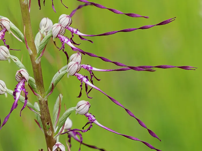 Framed Print : Adriatic lizard orchid (Himantoglossum adriaticum) in flower, Preci, Sibillini, Umbria, Italy. May Framed Print : Adriatic lizard orchid (Himantoglossum adriaticum) in flower, Preci, Sibillini, Umbria, Italy. May
