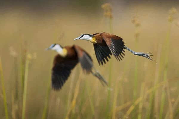 Two adult African jacanas (Actophilornis africanus) flying over reedbeds, Selinda Spillway