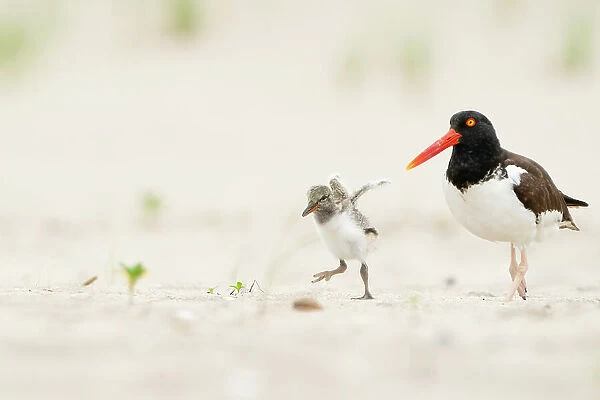 Adult American oystercatcher (Haematopus palliatus) walking along beach, with chick running and flapping its wings. Long Island, New York, USA. June